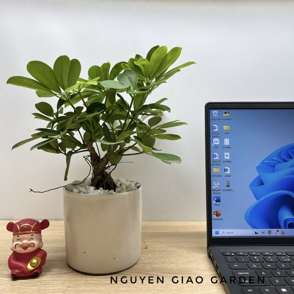 Cây ngũ gia bì một gốc chậu sứ men trắng