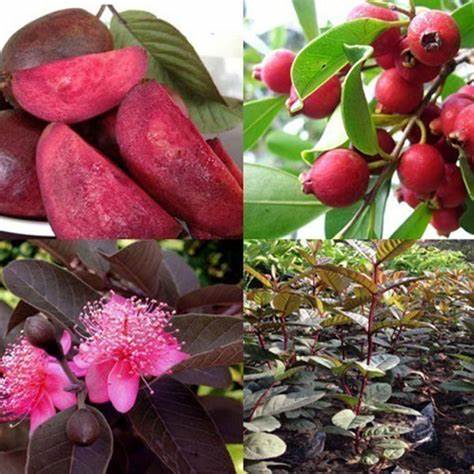 Cây giống ổi tím f1
