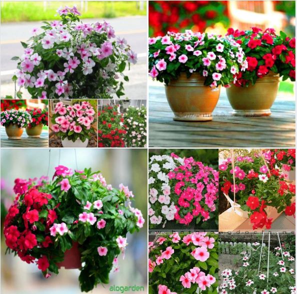 Hạt giống hoa Dừa cạn rủ mix nhiều màu ( 1 gói 50hạt )