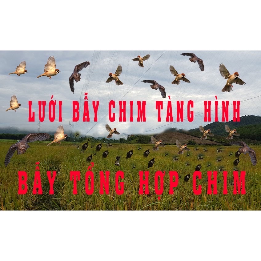 Lưới tàng hình bẫy chim chào mào siêu nhạy, Sợi lưới 11mm, mắt lưới 4cm, cao 5m.