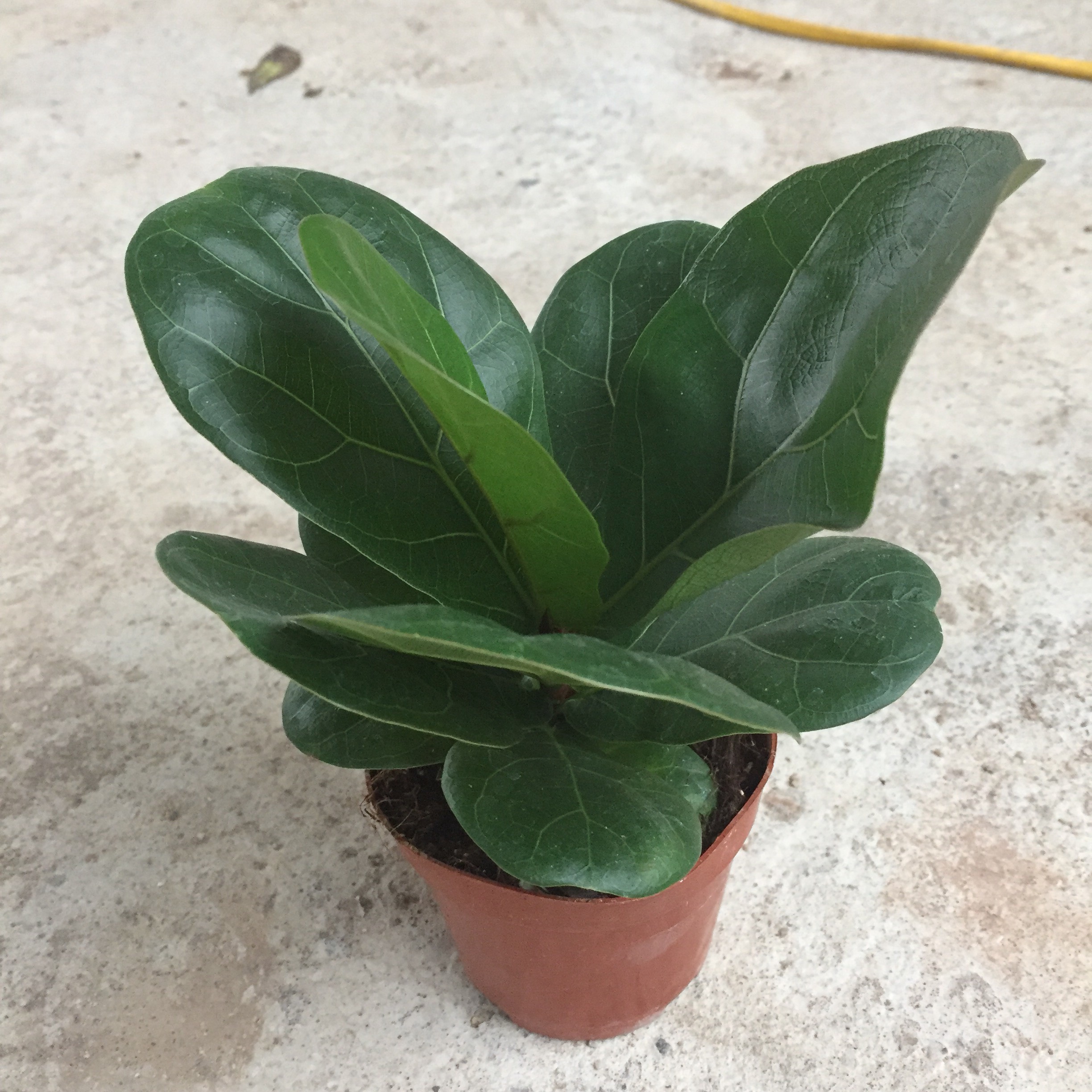 Cây Bàng Xinh cao 15-20cm lá to đẹp xanh tốt dễ chăm sóc thích hợp trang trí nội thất