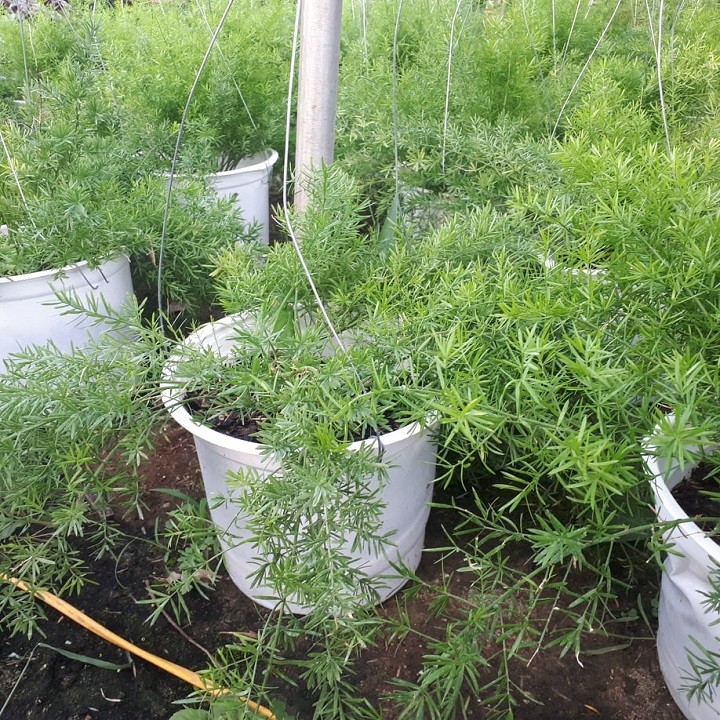 Chậu treo cây thiên môn đông - 5661