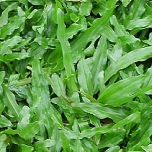 500 Gam - Hạt Giống Cỏ Lá Gừng- Cỏ Thảm Chất Lượng Cao.