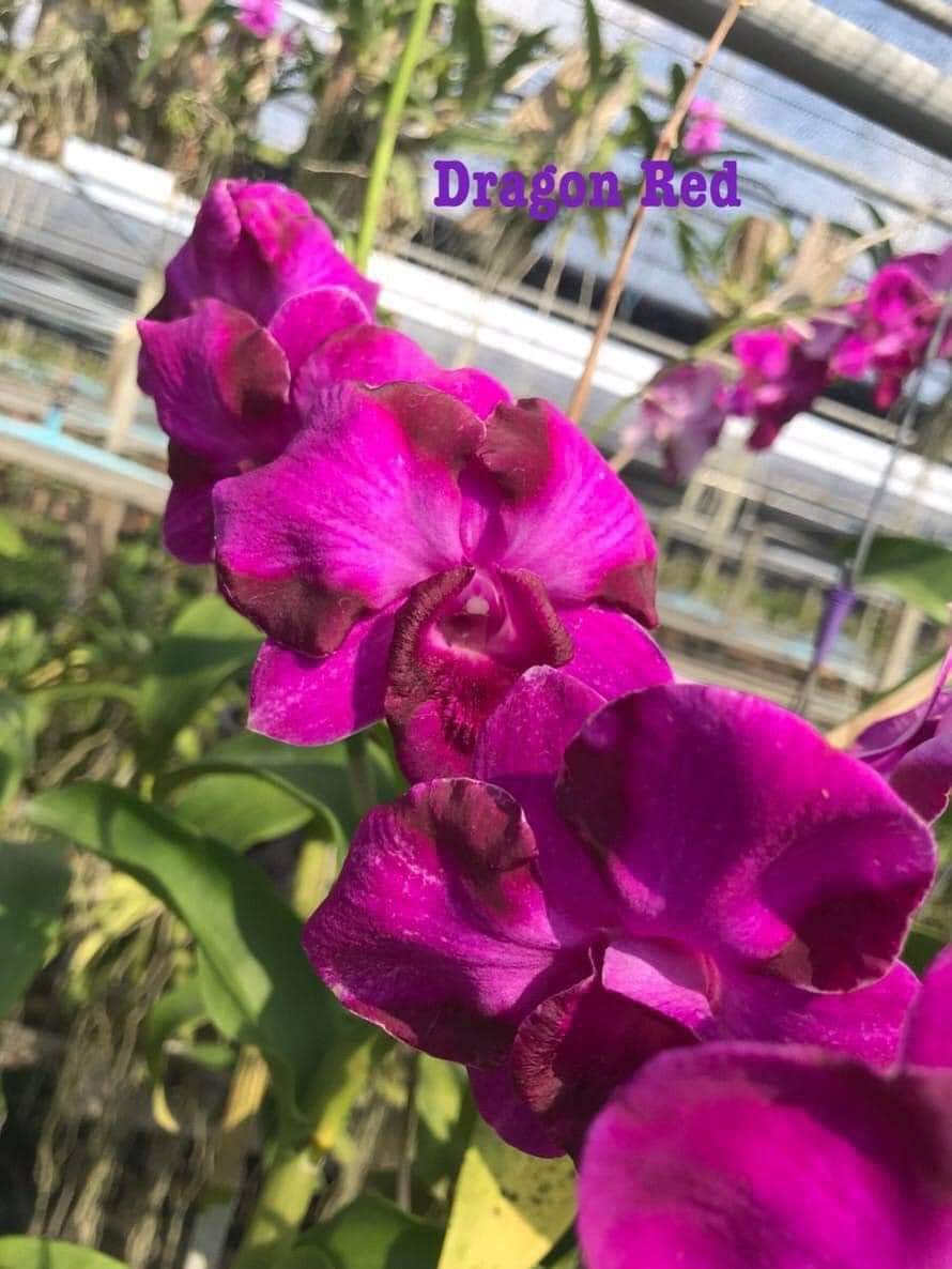 Denro lai cát Dragon Red hoa to chậu f12 trưởng thành sắp ra hoa