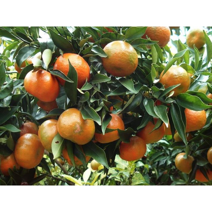 [FREESHIP - Xả Khô Máu] COMBO 2 CÂY GIỐNG CAM ĐƯỜNG CANH - XEM HÀNG TRƯỚC - TRẢ TIỀN SAU