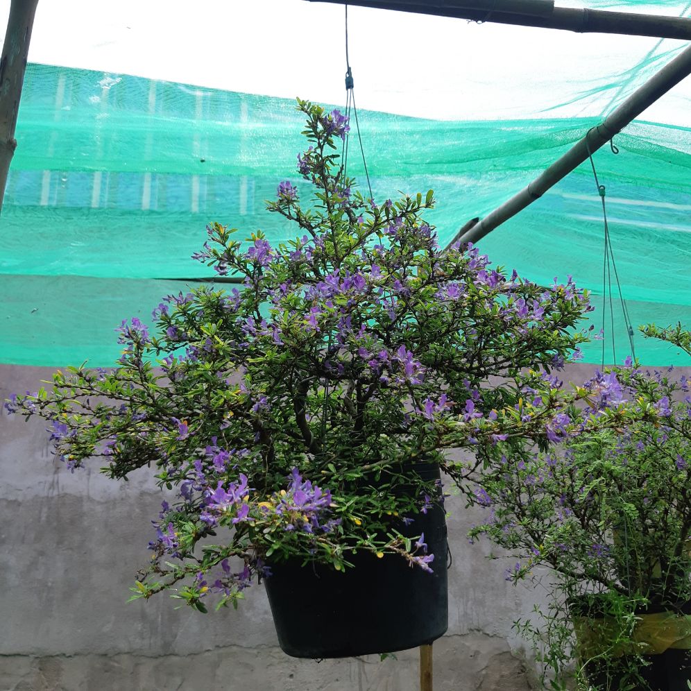 linh sam bonsai siêu bông