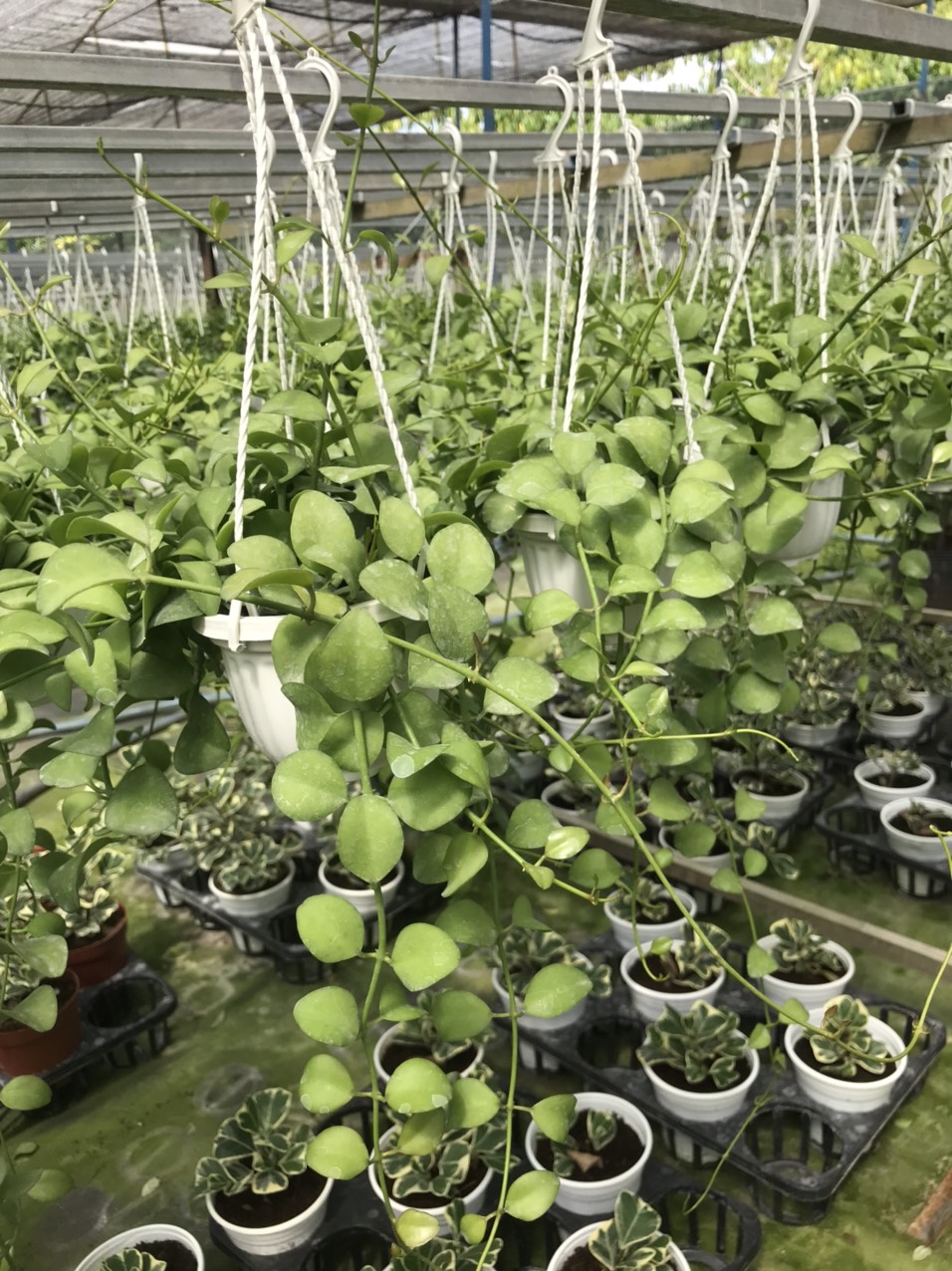 Đola xanh chậu treo