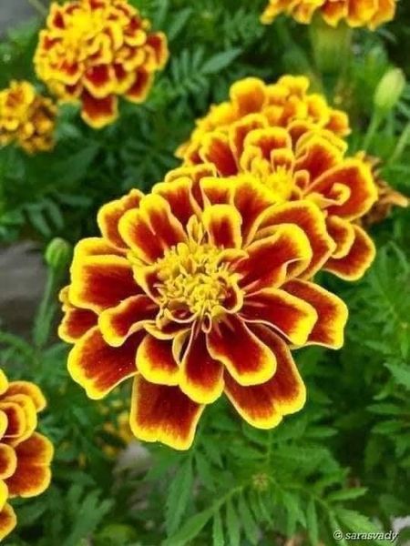Hạt giống cúc vạn thọ ban mai gói 100 hạt