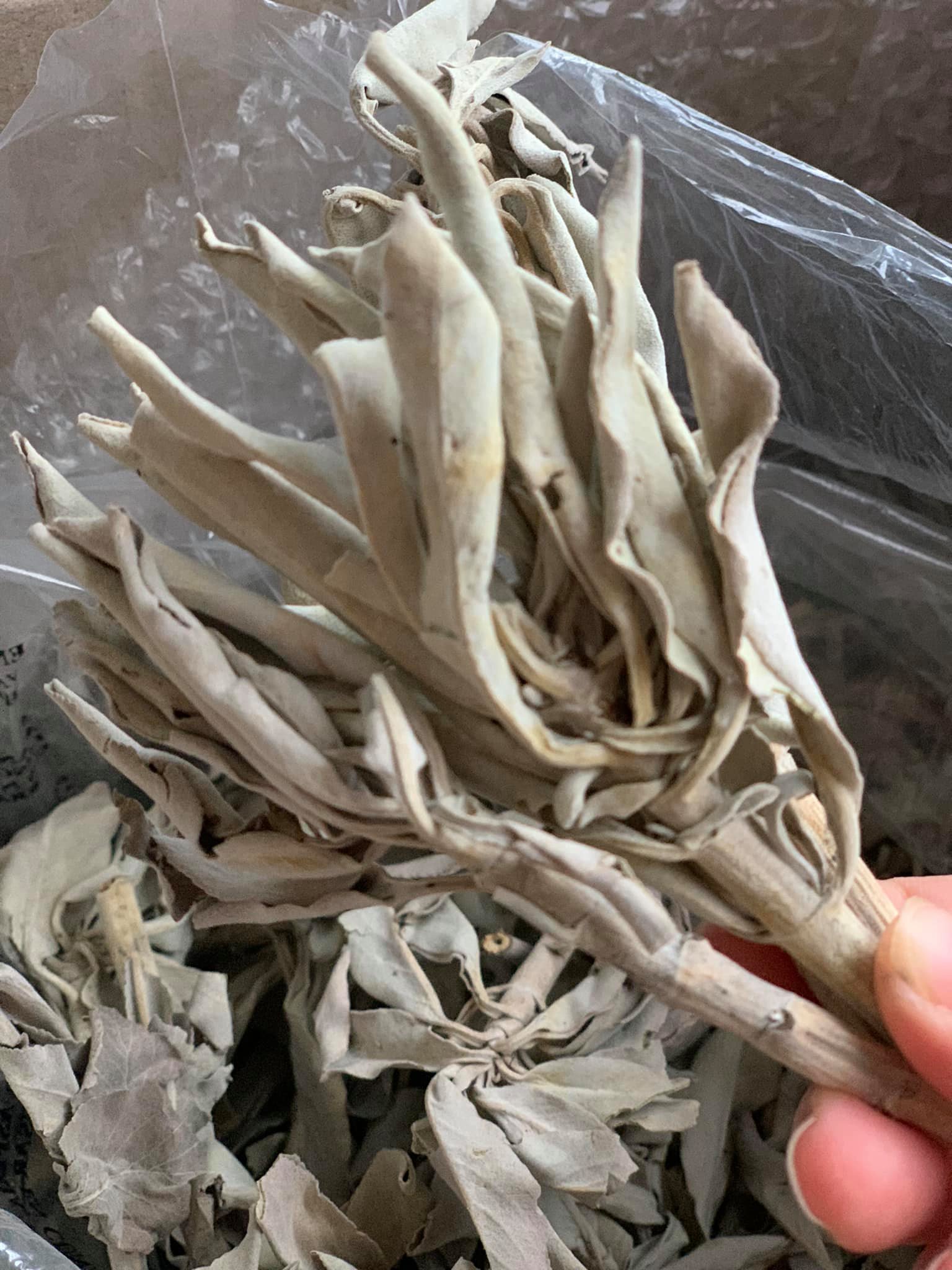 [Xông nhà] Bó xô thơm trắng/ White sage/ Lá sage thanh tẩy không gian, thơm phòng, giúp thư giãn, giảm căng thẳng (chuẩn Nam California)