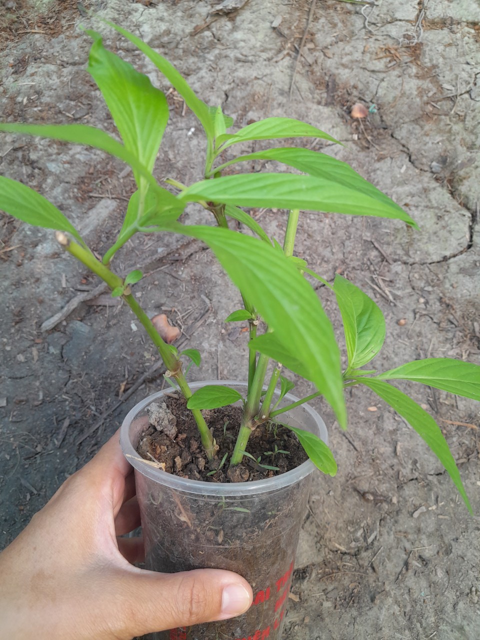 Cây Hoàn Ngọc trắng giống, cây cao 15-20cm