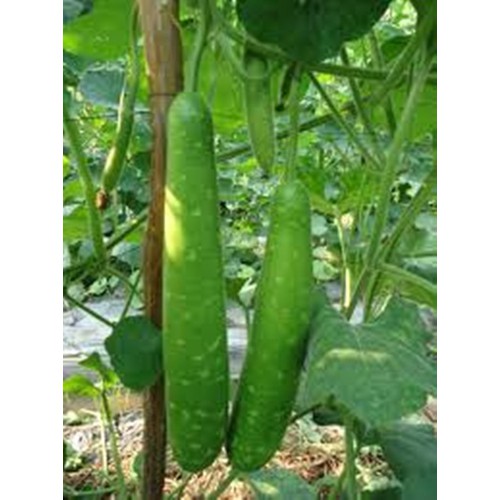 Hạt giống Bầu sao F1 Quả dài