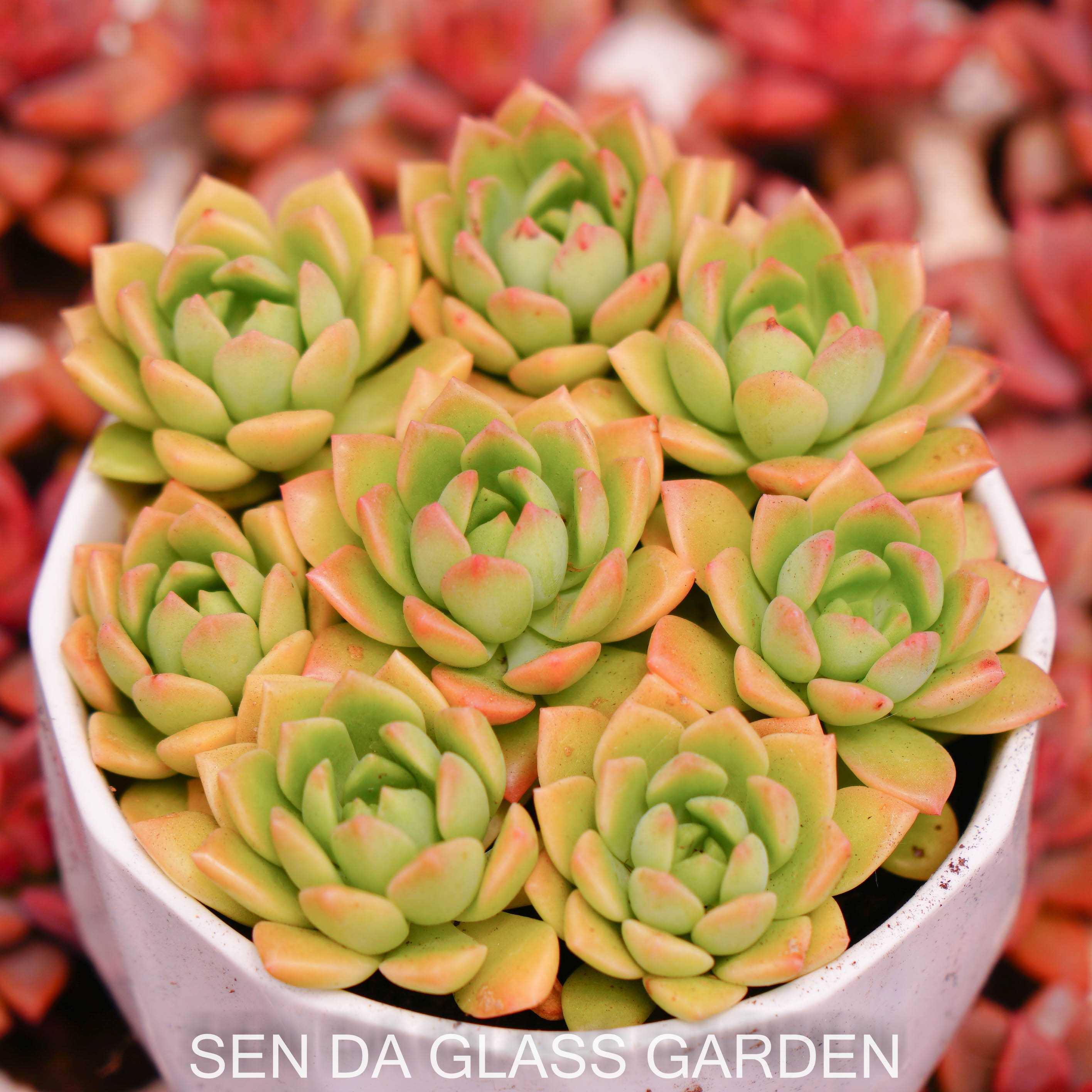 Set 5 cây sen đá mặt trời cam mini 2-3cm , lỗi 1 đổi 1