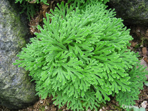 Cây trường sinh thảo - Hoàn sinh thảo - cây giống tạo dáng bonsai tiểu cảnh đẹp