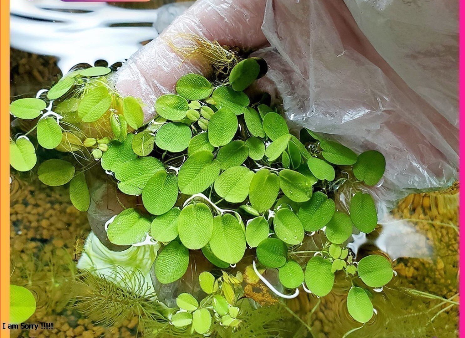 Bèo tai chuột, bèo ong trang trí và lọc nước bể thủy sinh cá cảnh