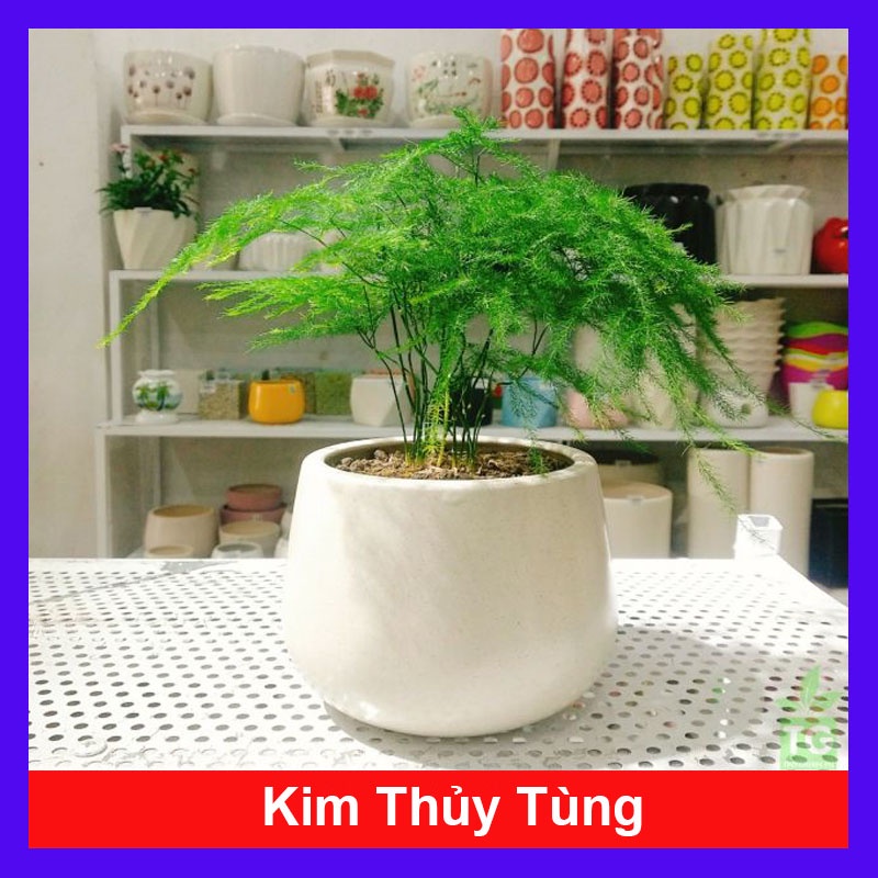 Cây thủy tùng - Cây cảnh để bàn + tặng phân bón cho cây - caykiengsadec