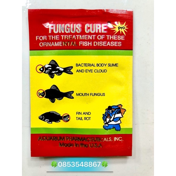 Fungus Cure t.r.ị b.ệ.n.h cá nhiễm khuẩn nấm đục mắt thối rữa vây và đuôi