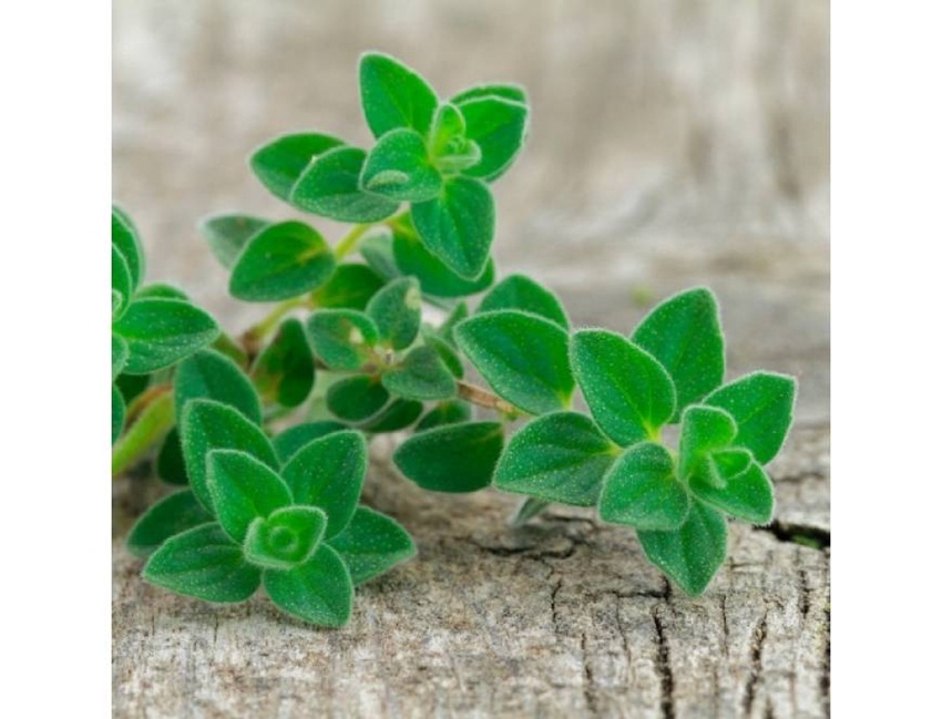 Hạt giống oregano Ý tặng kích mầm và hướng dẫn