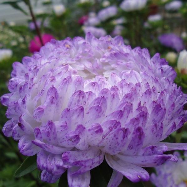 [Mới] - Hạt giống hoa cúc kim cương  giá rẻ
