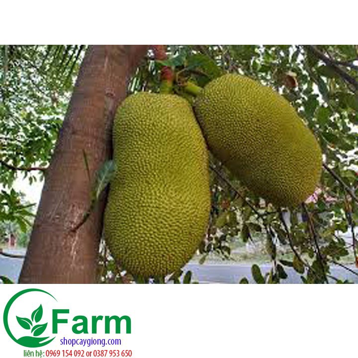 [FREESHIP - Xả Khô Máu] cây mít nghệ tứ quý