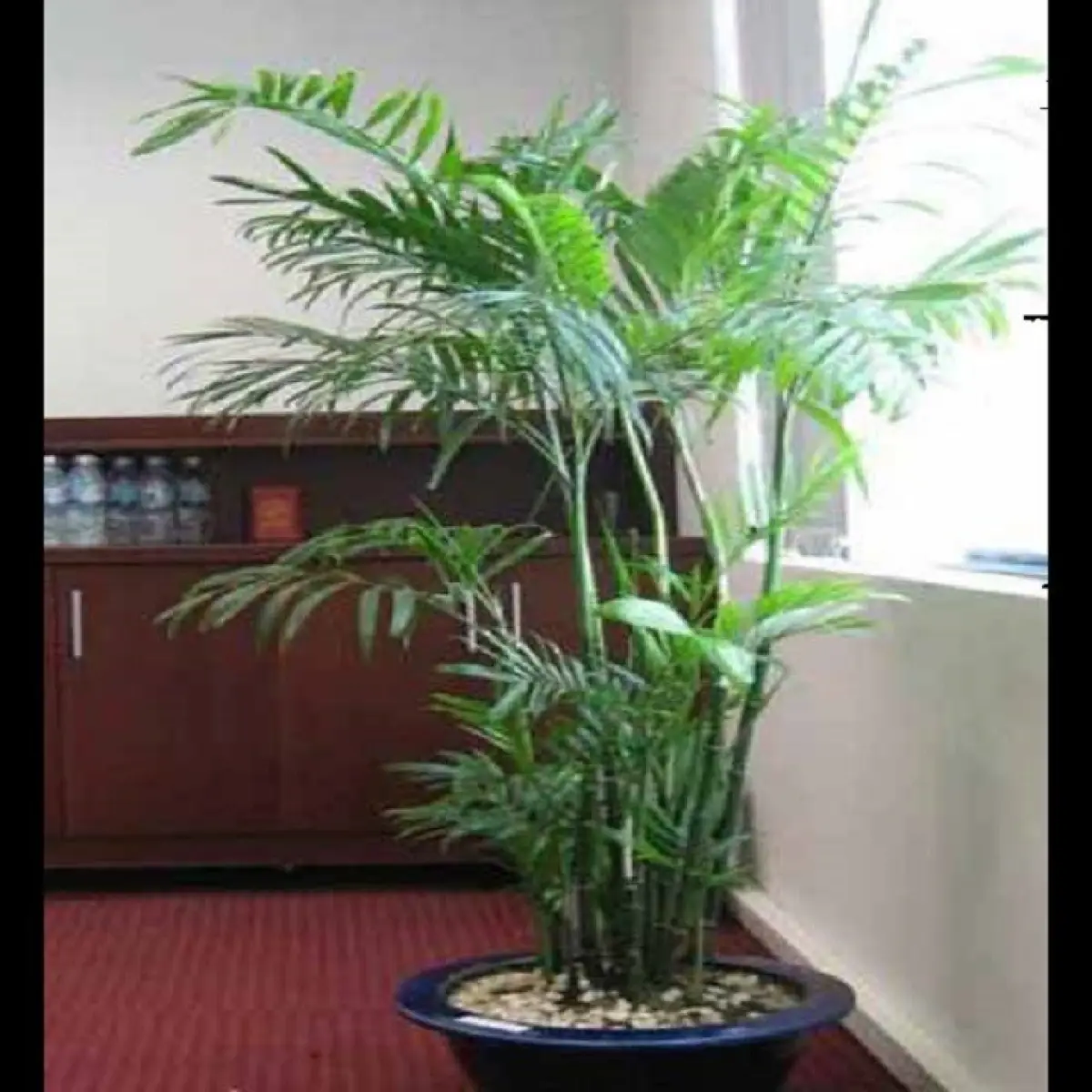 CÂY CAU HAWAI CÂY NỘI THẤT CÂY VƯỢNG PHONG THỦY MANG LẠI MAY MẮN TÀI LỘC  CHO GIA CHỦ | Lazada.vn