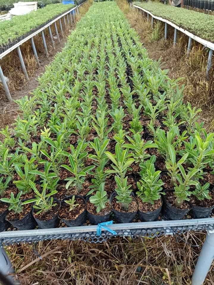 [HCM]Sứ con (cây baby nhỏ) cao tầm 15-20cm gieo hạt  (Sản phẩm là cây lai nến màu hoa chưa định dạng)