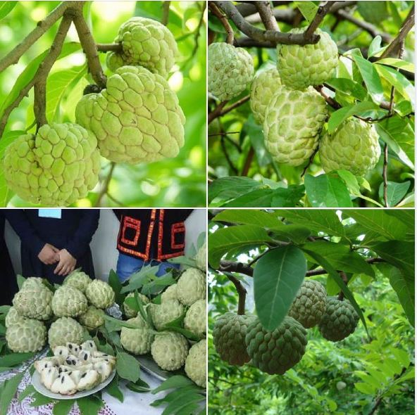 "gói 10 hạt " hạt giống na dai lạng sơn