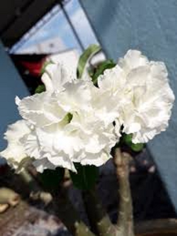 CÂY HOA SỨ THÁI CÁNH KÉP " NGỌC BĂNG- TRẮNG " - BẢO HÀNH MẶT HOA KÉP Y ẢNH - cghstcktnb