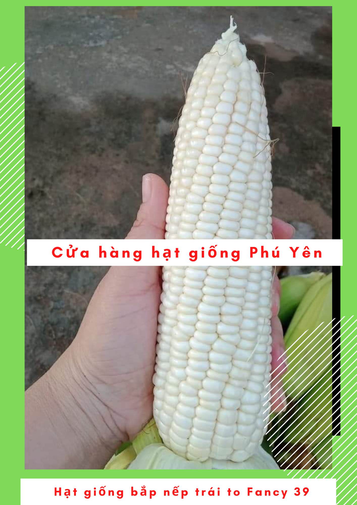 2kg Hạt giống ngô nếp lai Thái Lan - Fancy 39 - Agriscience trái to