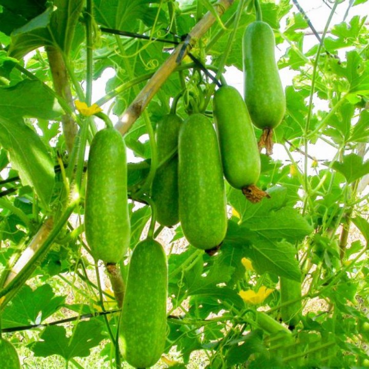 Hạt giống Bí đao chanh gói 0.2gr
