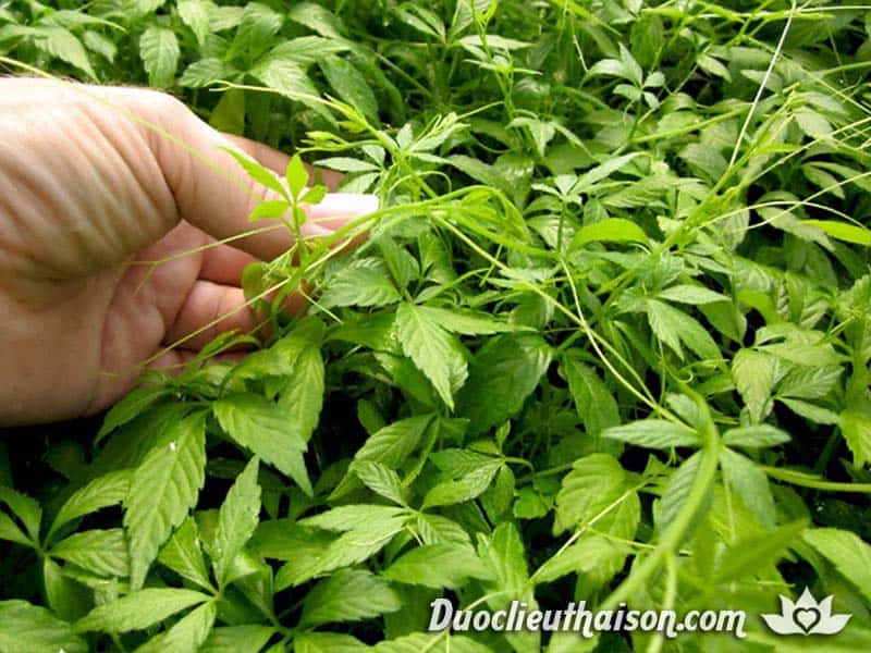 Giảo Cổ Lam ( 5 lá) 1kg giúp giảm mỡ máu, giảm cholesterol máu, điều trị tim mạch