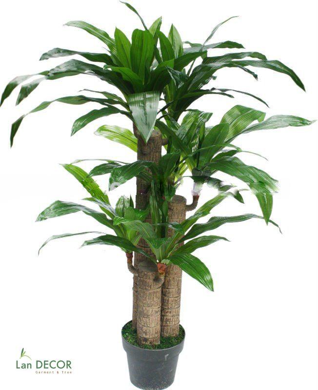 Chậu cây thiết mộc lan cảnh trang trí nhà cửa - LC1759-1 giá rẻ nhất thị trường