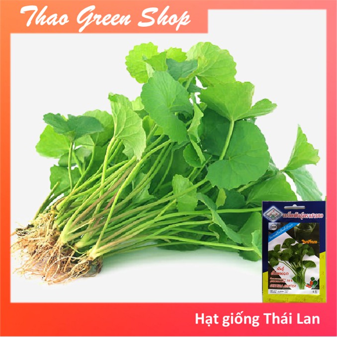1200 hạt giống rau má lá nhỏ thái lan