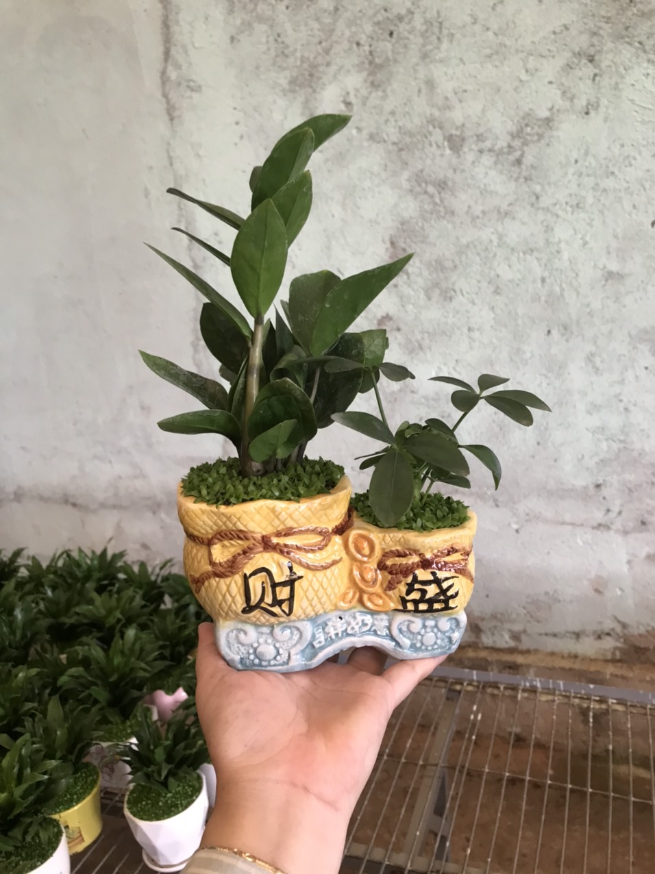 Cây Kim Tiền phong thủy để bàn / chậu sứ đôi