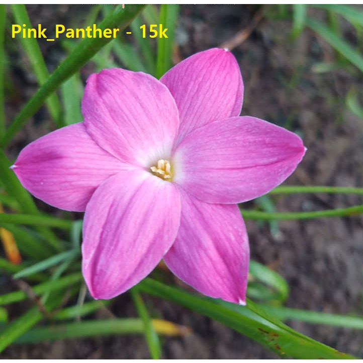 Củ hoa huệ mưa Pink Panther Thái Lan size củ mẹ, củ to_Củ hoa tóc tiên ngoại