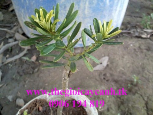 CÂY TÙNG KIM CƯƠNG GIỐNG