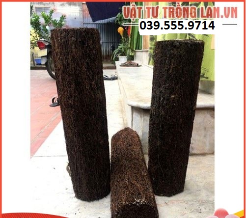 Dớn trụ giá thể trồng Lan kích thước 40x10cm. - Bền đẹp tiện dụng