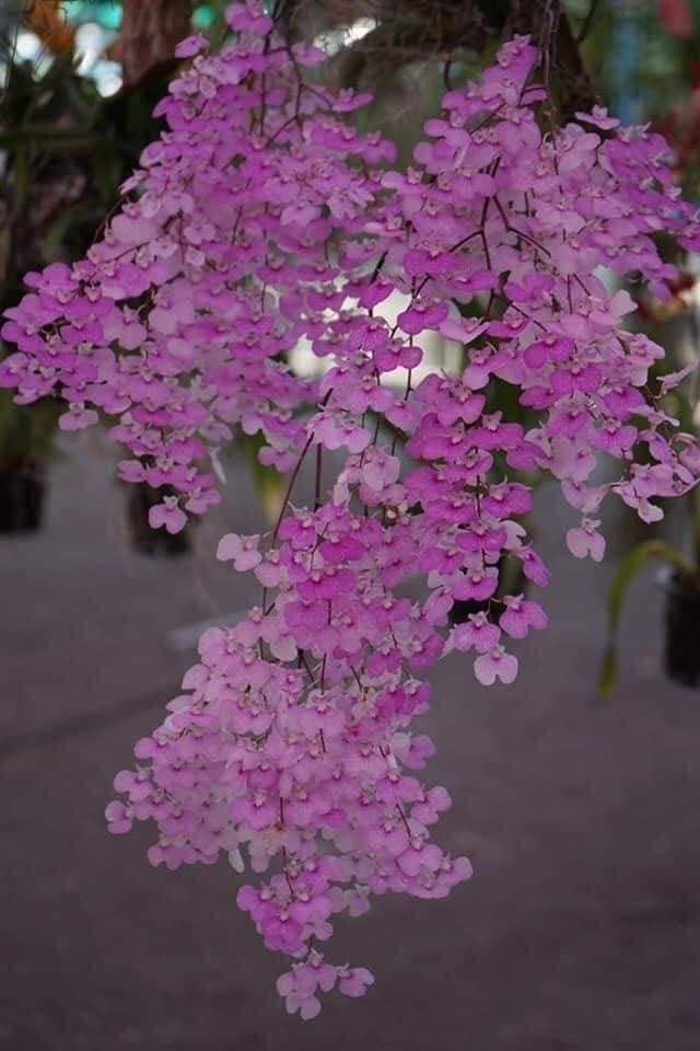 Hoa lan Vũ nữ peru size cây giống