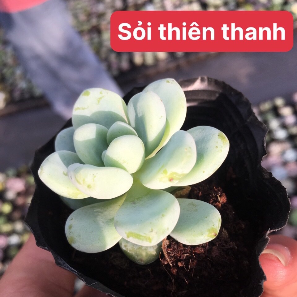 Sen đá sỏi thiên thanh