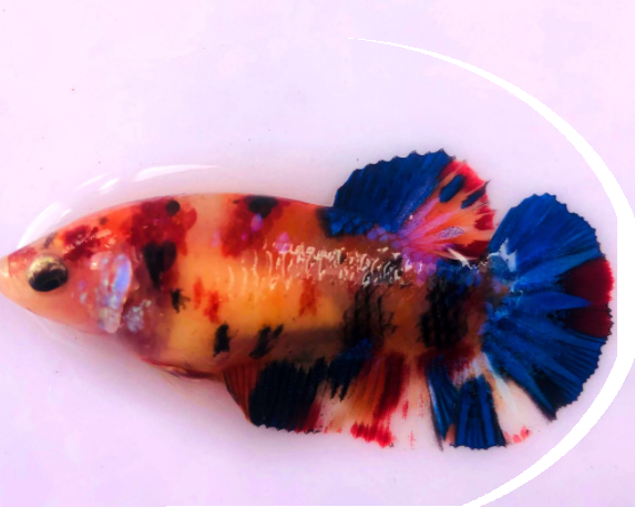 Betta koi nemo mái