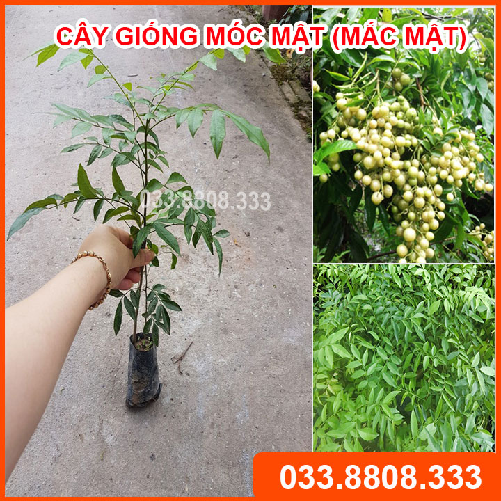Combo 2 cây giống mắc mật - cây gia vị & cây dược liệu