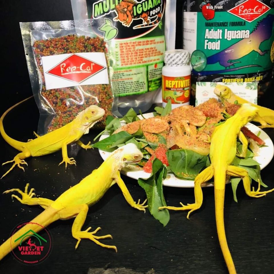 Thực phẩm Multi Iguana Food - Chuyên dụng dành cho Iguana - Vietpetgarden
