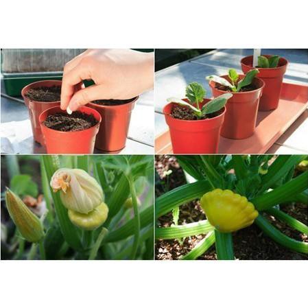 Hạt giống bí đĩa bay mini - 10 hạt, chất lượng sản phẩm đảm bảo và cam kết hàng đúng như mô tả