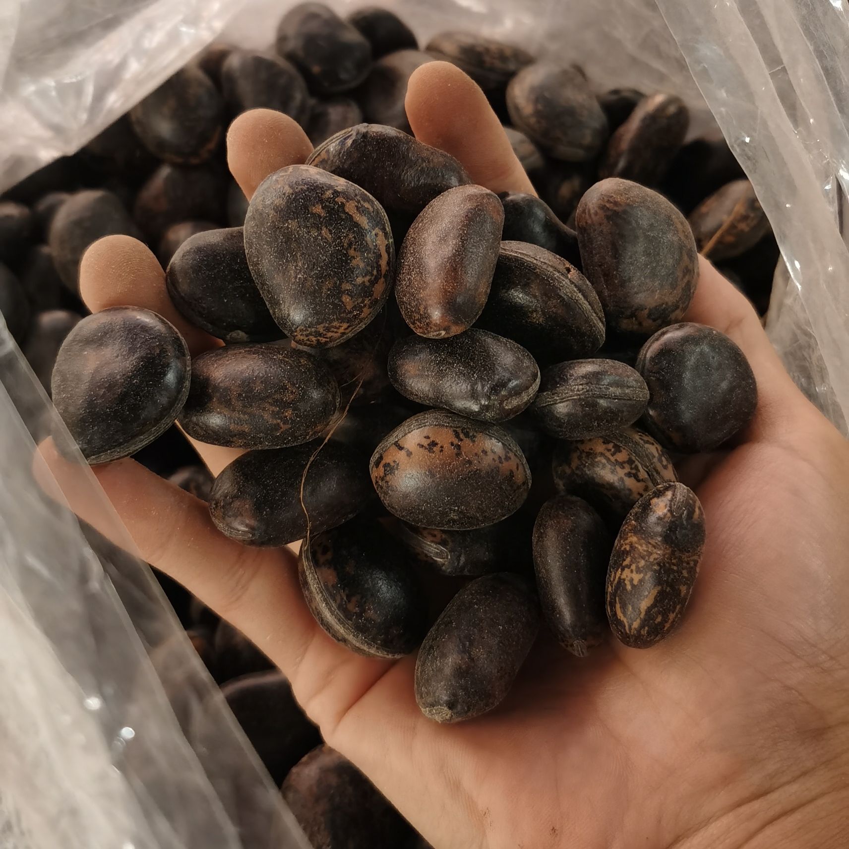 Hạt đậu lào, hạt hút nọc độc - đặc sản 27
