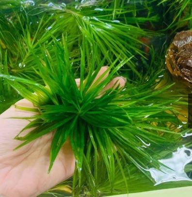 Cây cỏ nhật thủy sinh