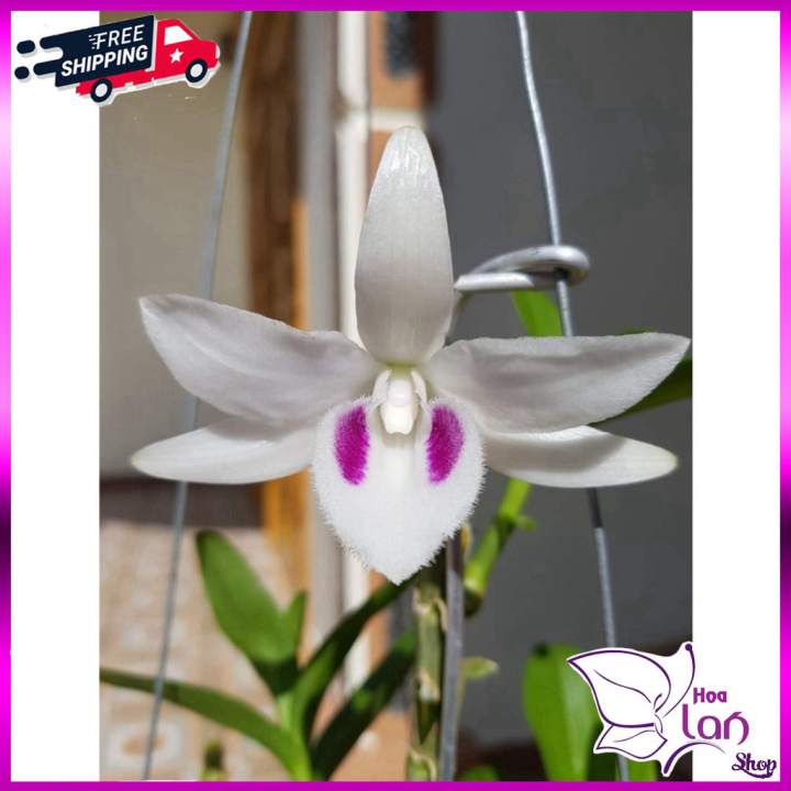 Lan phi điệp 5ct phú thọ