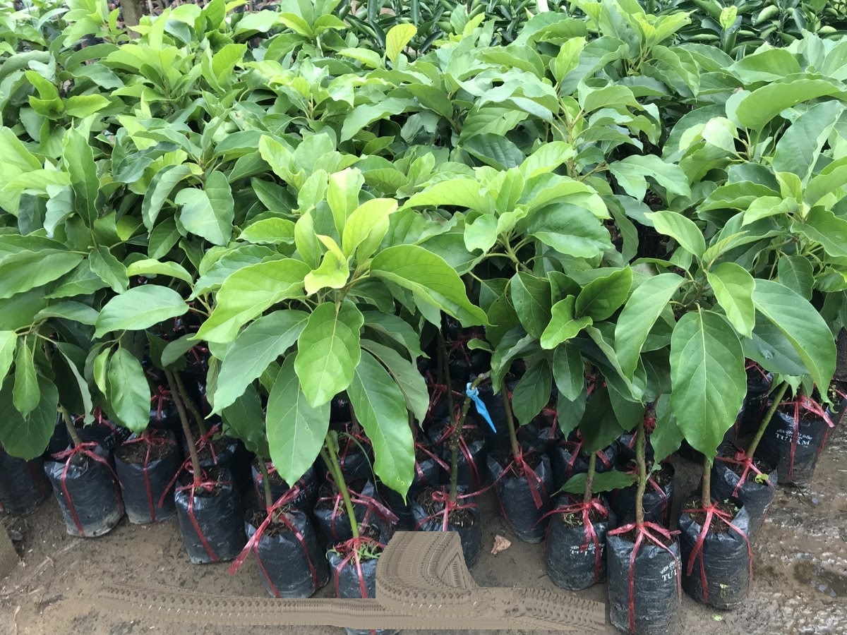 Cây giống BƠ 034 siêu quả hài lòng bằng chất lượng