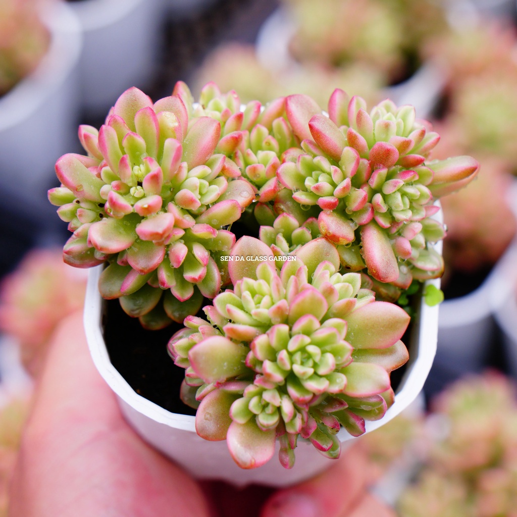 Sen đá sedum kẹo var 7cm giống mớiglass garden, sen đá đà lạt thuần khí hậu.