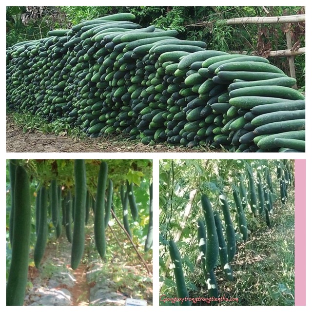 Hạt giống bí đaocao sản