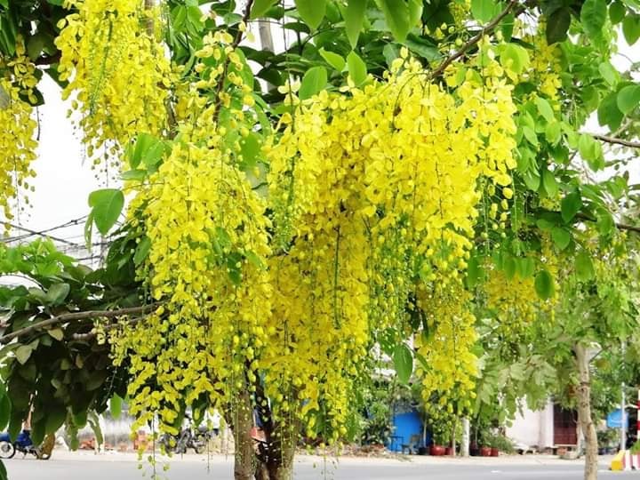 Cây giống hoa muồng hoàng yến combo 3 cây - FREE SHIP TỪ 50K