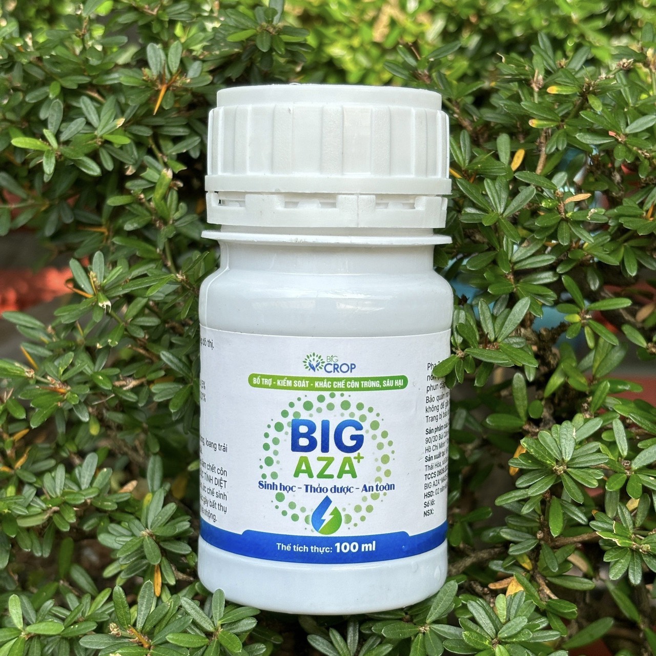 Big aza - giải pháp sinh học trừ sâu rầy an toàn cho người dùng và vật nuôi